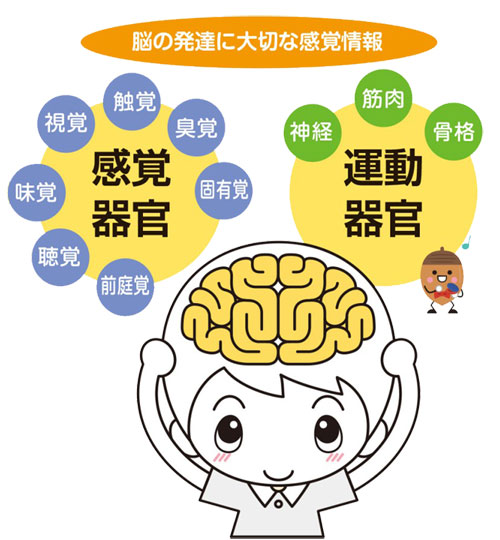 脳の発達に大切な感覚情報